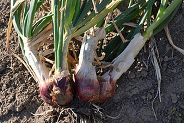 Kraken onion